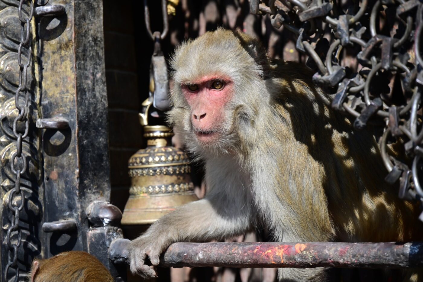 Capital to Country 2025 Monkey Temple monkey